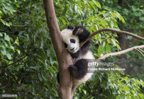 Panda Waving Photos and Premium High Res Pictures - Getty Images