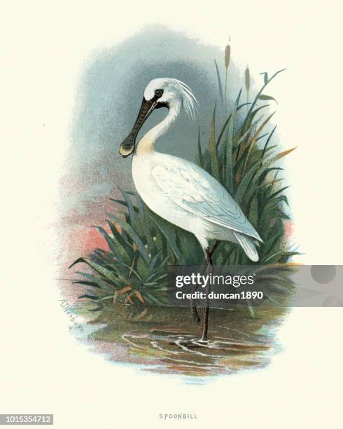 natural history, birds, eurasian spoonbill (platalea leucorodia) - threskiornithidae stock illustrations