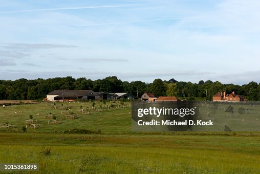 Peasmart Rye Sheep And Horses In The Foreground Farm Buildings Behind Farm Near To ...