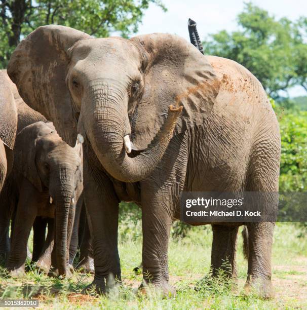 relaxed female savanna elephant spraying mud onto her left flank, gona-re-zhou national park, south east lowveld, zimbabwe - repubblica dello zimbabwe foto e immagini stock