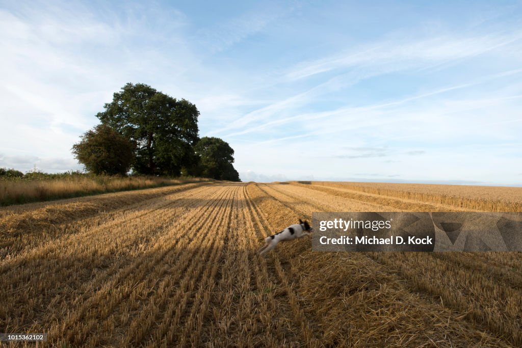 Peasmart Rye Summertime Springer Spaniel Missie Hurdling A Row Of Straw During The ...