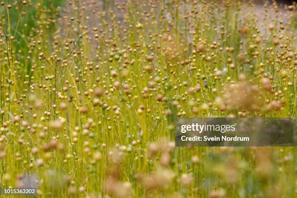 flax field - flax seed fotografías e imágenes de stock
