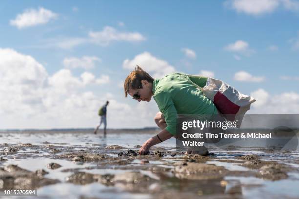 woman is looking for shells on the beach. - mar de wadden fotografías e imágenes de stock