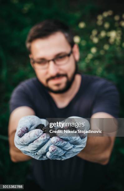 man hands,harvesting blackberries fruit - amora imagens e fotografias de stock