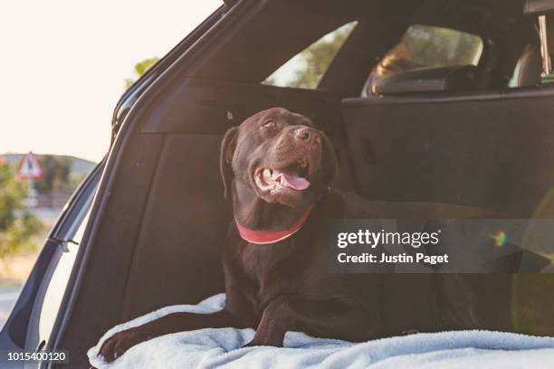 chocolate labrador in boot of car - car interior no people stock pictures, royalty-free photos & images