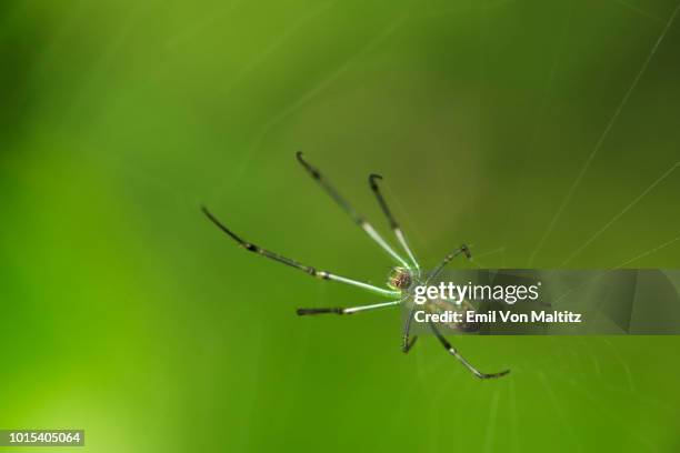 a horizontal macro full colour close-up of a silver vlei spider crawling on its spun web. photographed from above, in the drakensberg ukhahlamba national park, kwazulu natal province, south africa - cephalothorax stock pictures, royalty-free photos & images