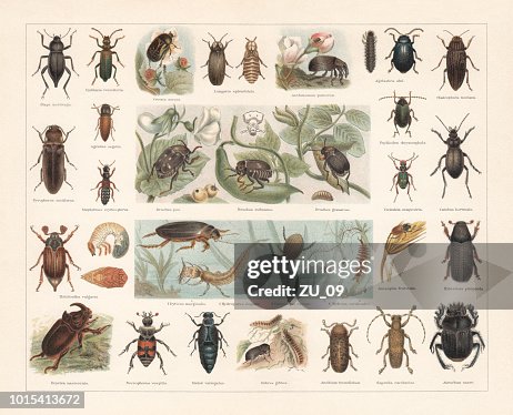 Beetles, chromolithograph, published in 1897 Beetles, chromolithograph, published in 1897
