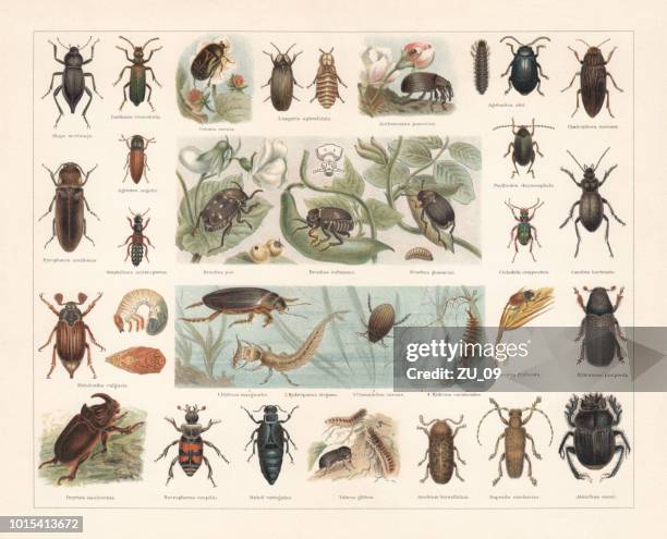 beetles, chromolithograph, published in 1897 - june beetle stock illustrations