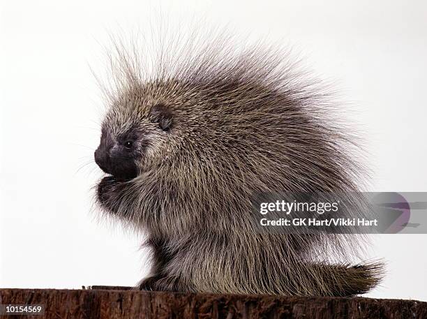 porcupine on white, profile - puercoespín fotografías e imágenes de stock