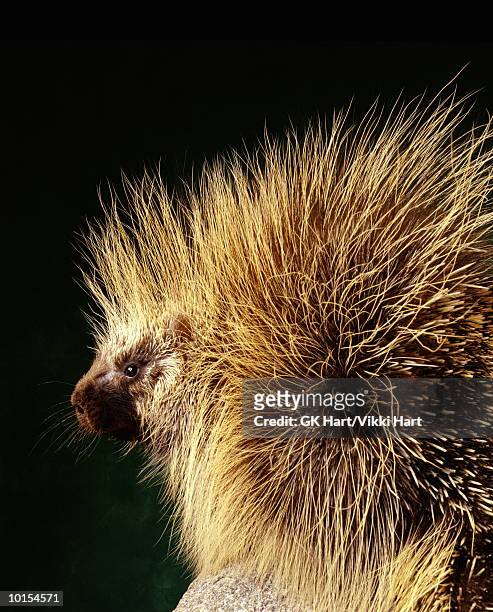 porcupine on green, back - porcupine stockfoto's en -beelden