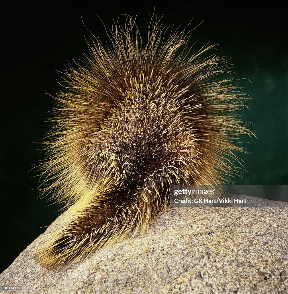 PORCUPINE ON GREEN, TAIL