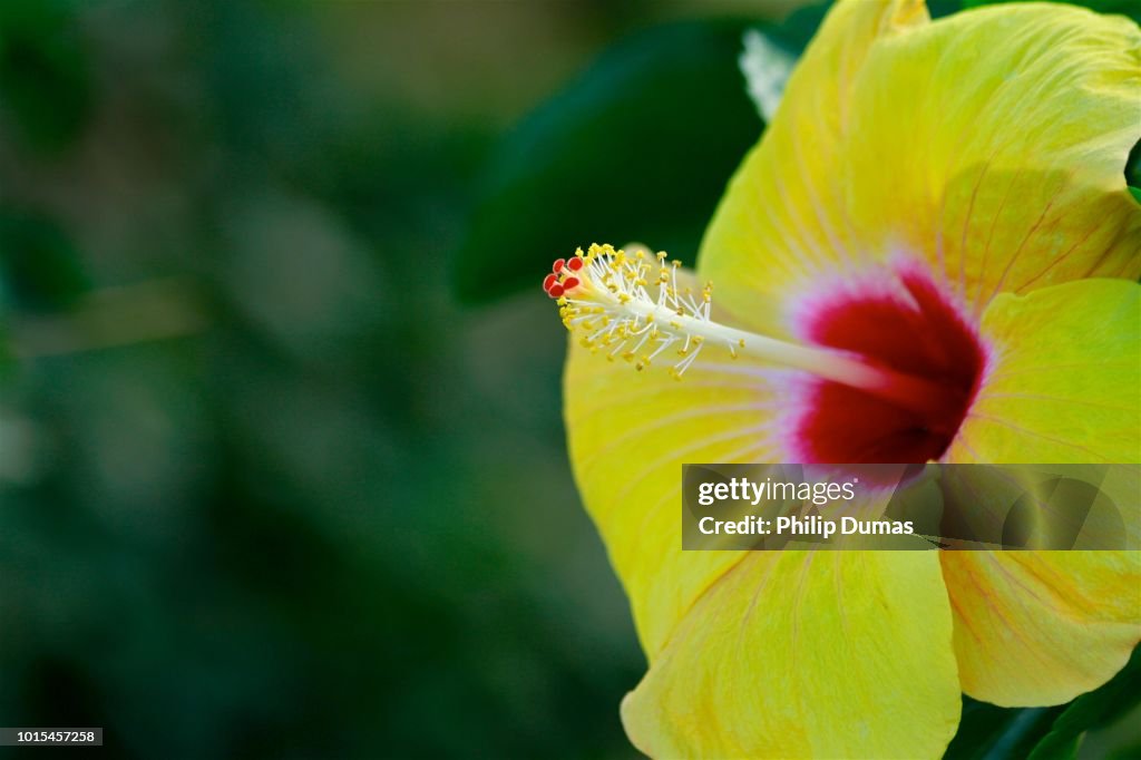 Yellow and Red Hibiscus Rosa-sinensis “El-Capitolio”