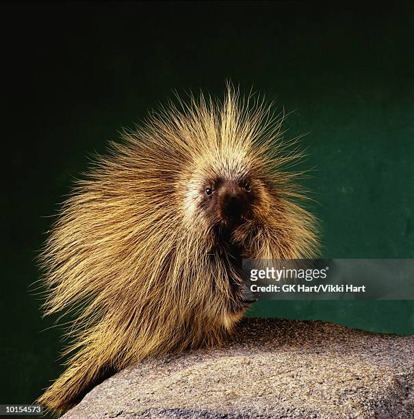 porcupine on green, front - puercoespín fotografías e imágenes de stock