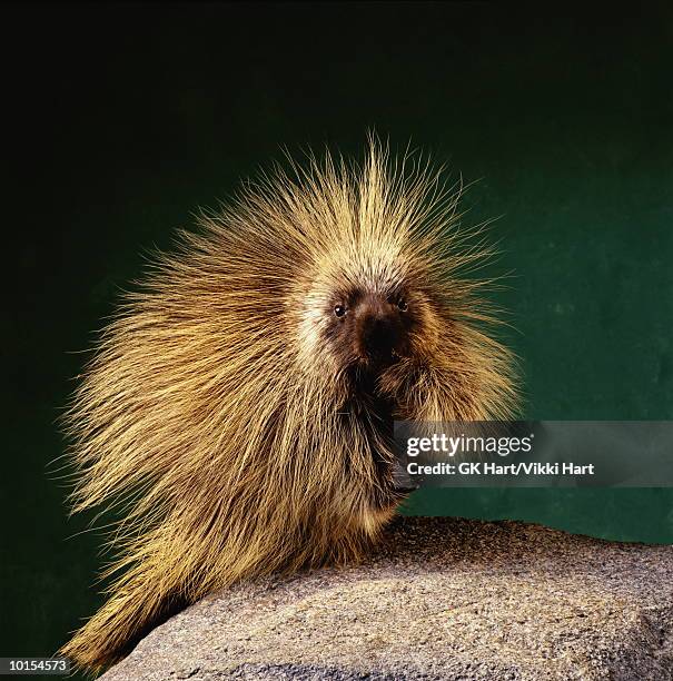 porcupine on green, front - istrice foto e immagini stock