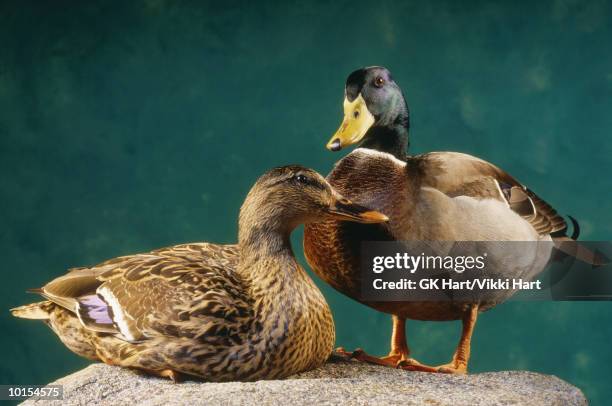 two mallard ducks - woerd stockfoto's en -beelden