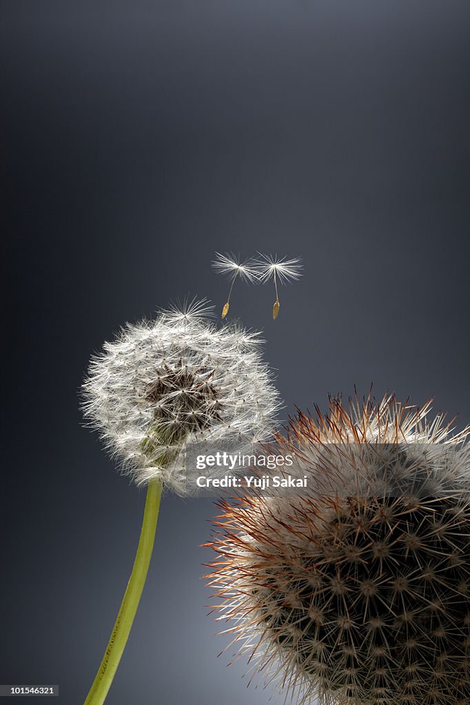 Cactus and dandelion