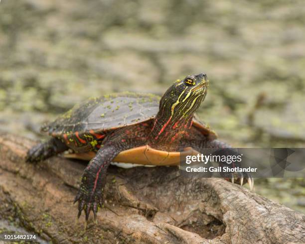 turtle on the log - painted turtle stock pictures, royalty-free photos & images