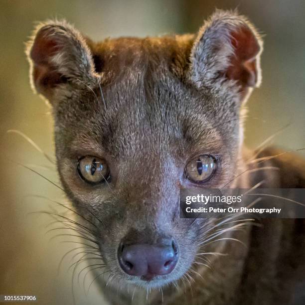 portrait of a fossa, cryptoprocta ferox, a madagascan mammal - fossa stock pictures, royalty-free photos & images