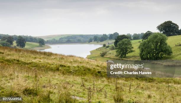 view to winterburn reservoir; image taken from the dales high way trail between skipton and dent in september; the area is withing the yorkshire dales national park in the uk. - reservoir stock pictures, royalty-free photos & images