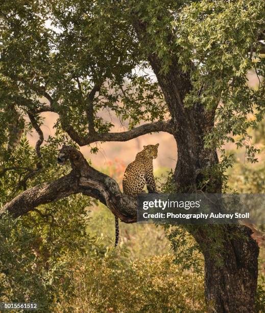 leopard in a tree - provincia de limpopo fotografías e imágenes de stock