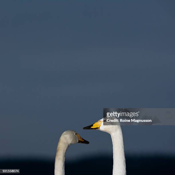 whooper swans - whooper swan stock-fotos und bilder