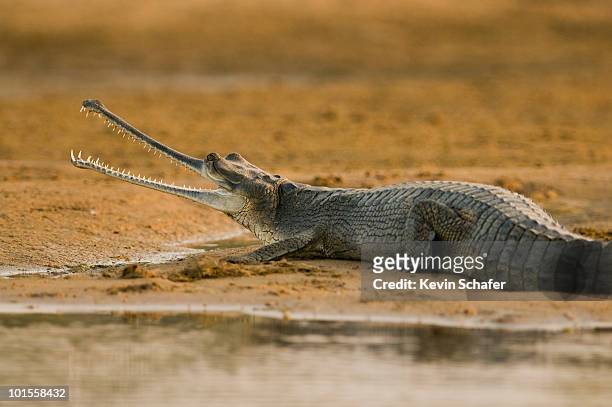 endangered gharial, india - indian gharial stock pictures, royalty-free photos & images