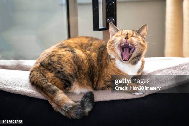 cat yawning - tortoise shell ストックフォトと画像