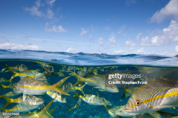 yellowtail snapper (ocyurus chrysurus) - nassau bahamas stock pictures, royalty-free photos & images