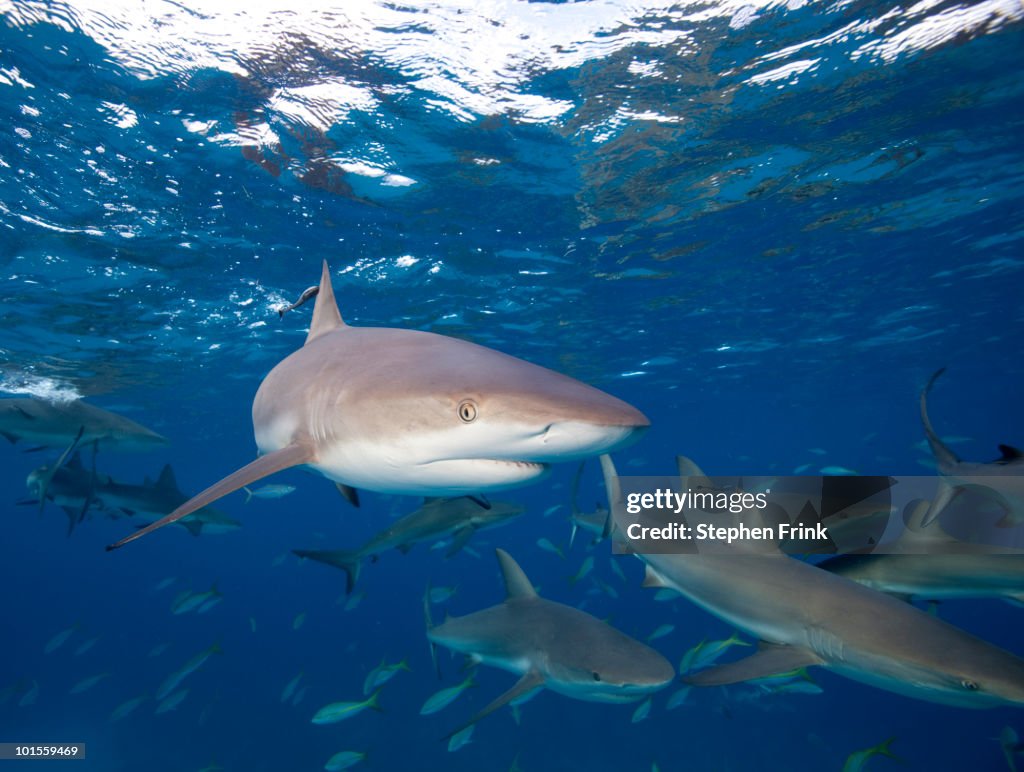 Caribbean Reef Sharks (Carcharhinus perezi)