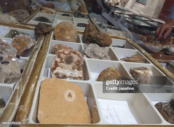 13 Shell Geode Stock Photos, High-Res Pictures, and Images - Getty Images