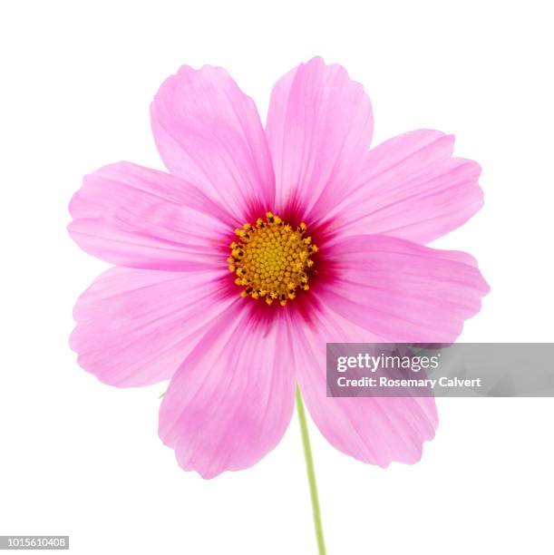 pale & bright pink cosmos flower on white. - rosenskära bildbanksfoton och bilder