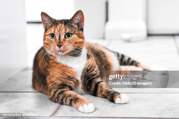 cat lying - tortoise shell stock pictures, royalty-free photos & images