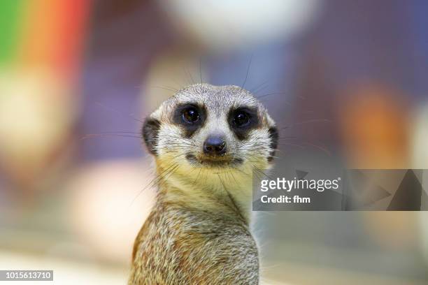 meerkat, looking at the camera - suricate photos et images de collection