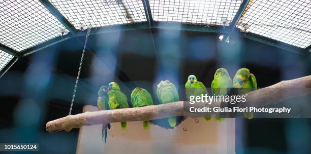 green parrots on branches - gelbnackenamazone stock-fotos und bilder