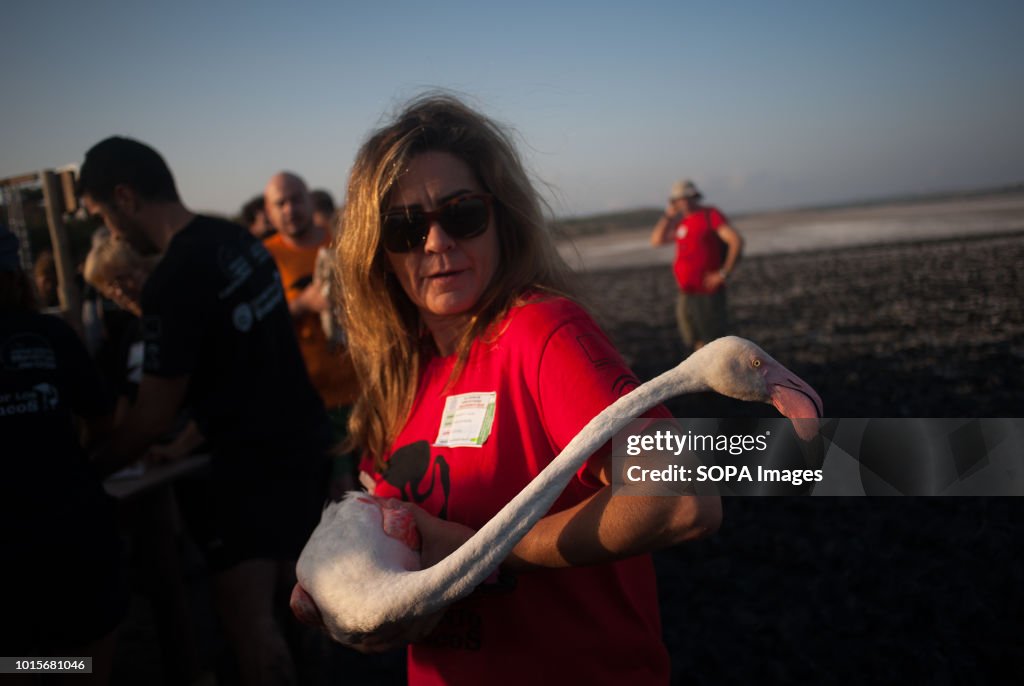 A volunteer seen posing with a pink flamingo during a drive...