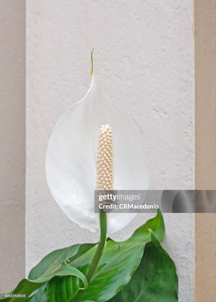 Spathiphyllum  the peace lilies.