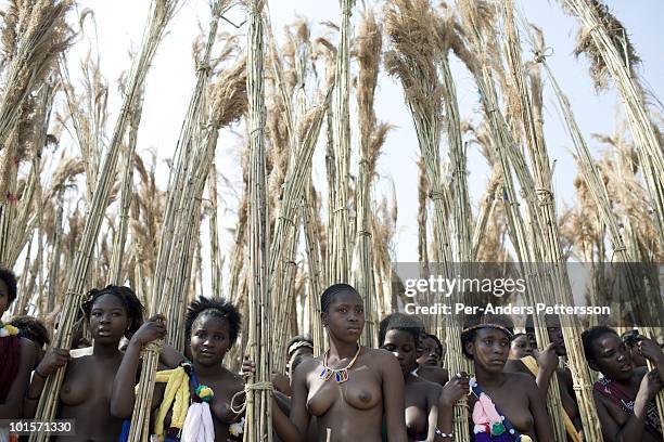 Young girls carry reeds at a traditional Reed dance ceremony at the Royal Palace on August 30 in Ludzidzini, Swaziland. About 80.000 virgins from all...