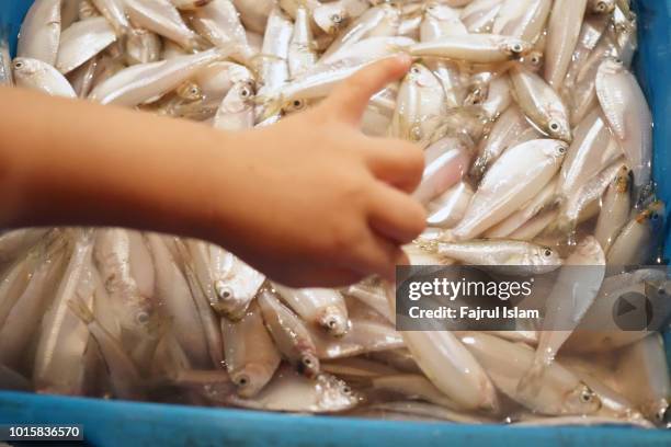 1,986 Baby Fish Stock Photos, High-Res Pictures, and Images