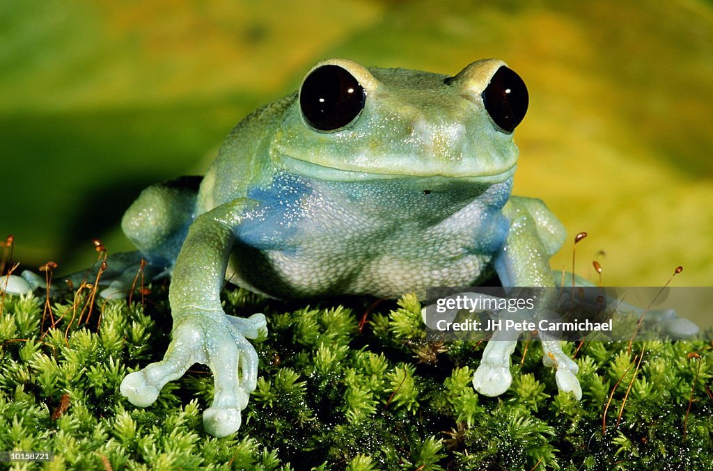 BLACK EYED TREE FROG FROM AFRICA