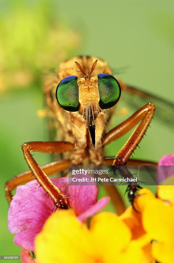ROBBER FLY PERCHED ON LANTANA FLOWER