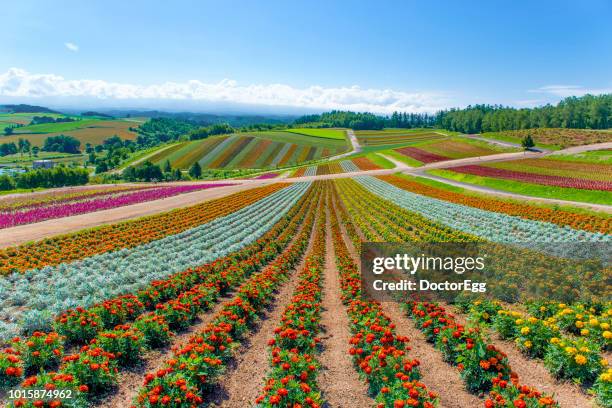 colourful flower garden with blue sky at shikisai no oka flower farm in summer, hokkaido, japan - lavender color fotografías e imágenes de stock