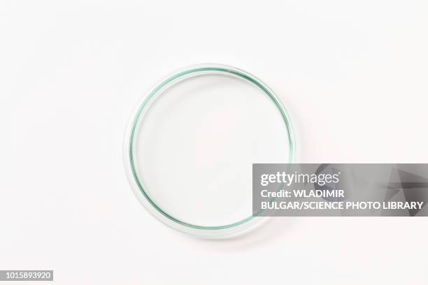 petri dish - petri dish stock pictures, royalty-free photos & images