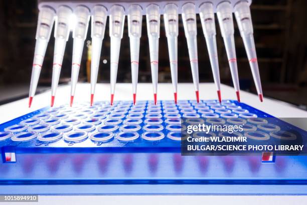 multi pipette and multi well plate - 96 well plate stock pictures, royalty-free photos & images