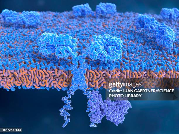 chimeric antigen receptor on t-cell, illustration - membrane stock illustrations