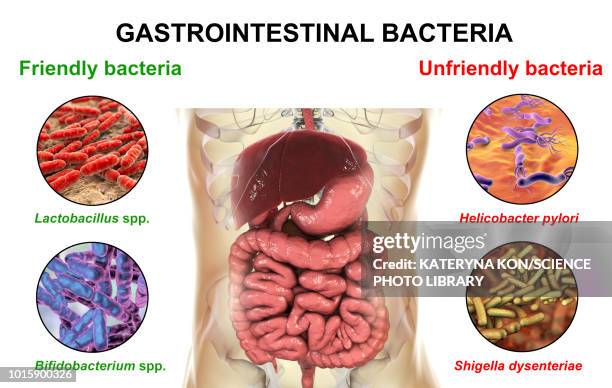 bacteria in human intestine, illustration - helicobacter pylori stock-grafiken, -clipart, -cartoons und -symbole