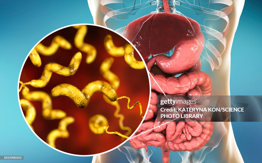 Campylobacteriosis, conceptual illustration