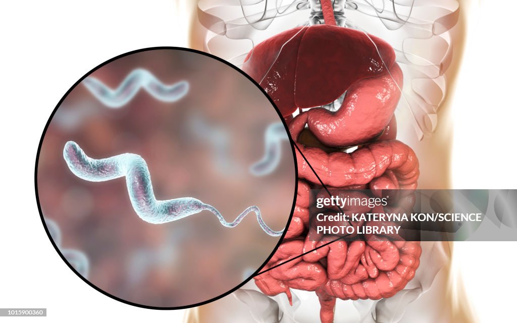 Campylobacteriosis, conceptual illustration