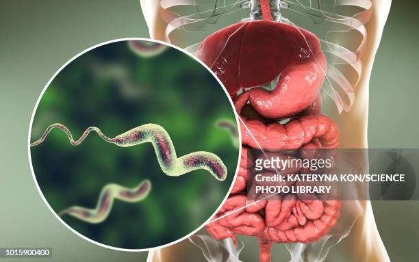 campylobacteriosis, conceptual illustration - dickdarm verdauungstrakt stock-grafiken, -clipart, -cartoons und -symbole