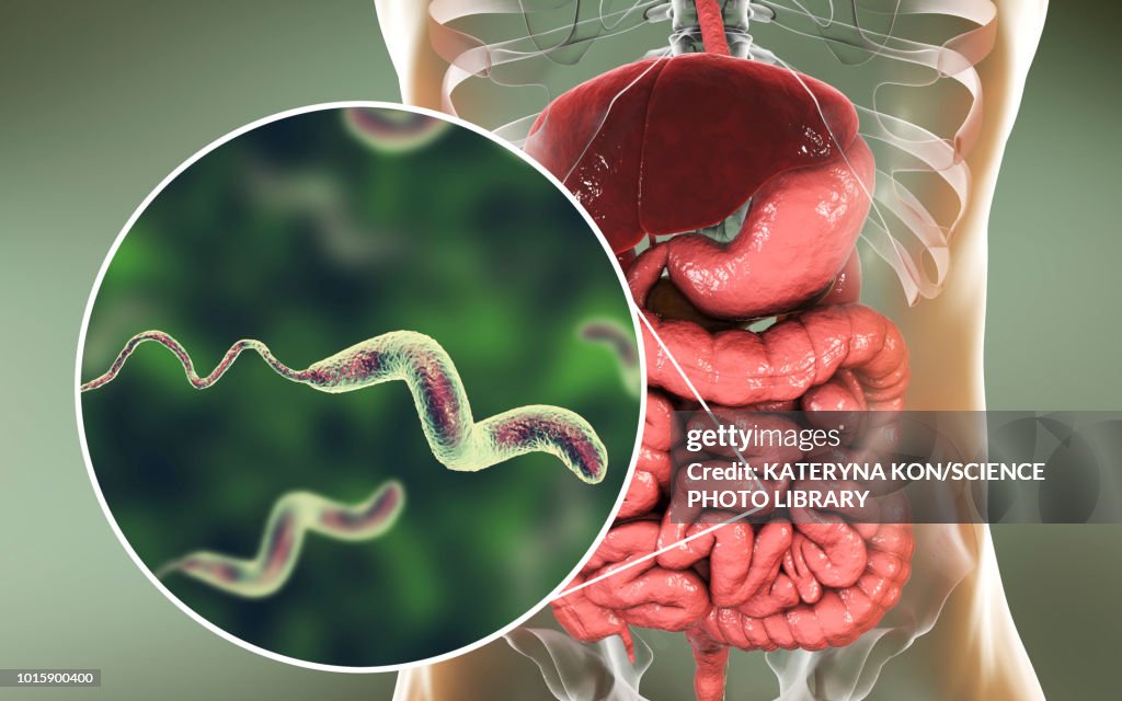 Campylobacteriosis, conceptual illustration