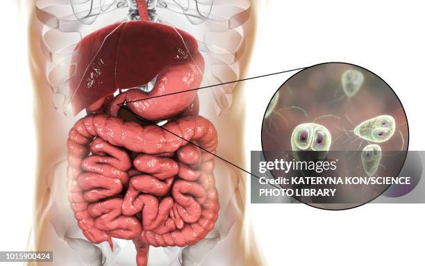 giardia lamblia in human duodenum, illustration - turkish stock illustrations